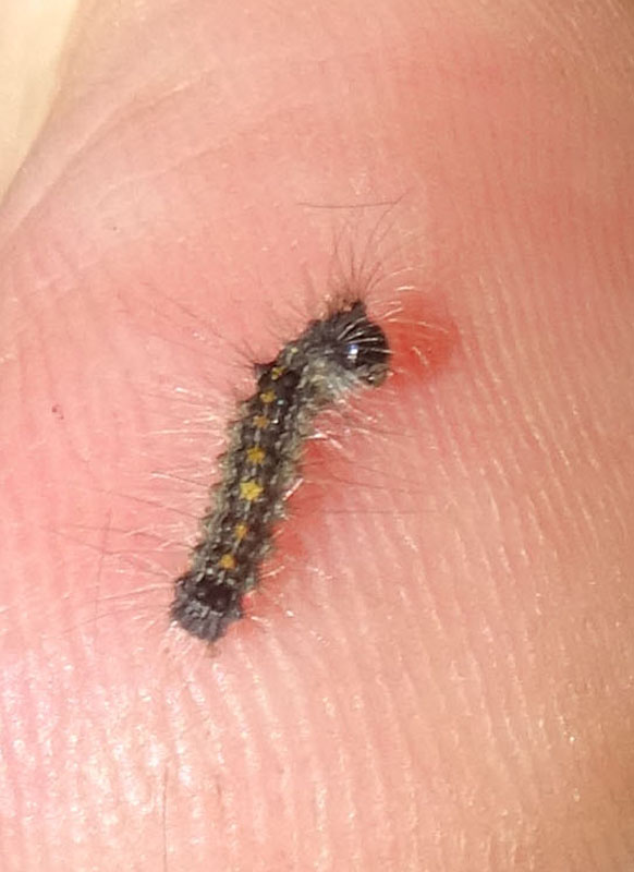 larva di Lymantria dispar